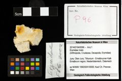 Foto (Objekt + Etiketten) von Erymidae Indet. 